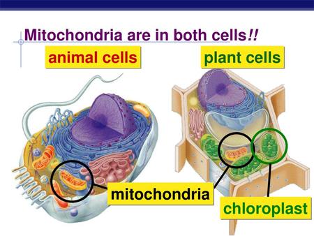 Mitochondria are in both cells!!