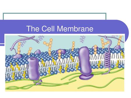 The Cell Membrane.