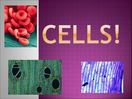 CELLS!.