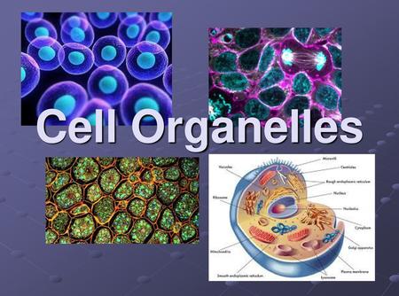 Cell Organelles.