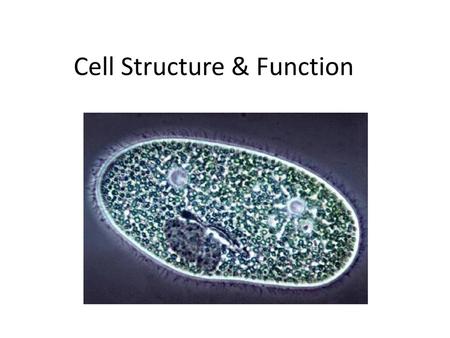 Cell Structure & Function