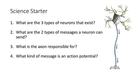 Science Starter What are the 3 types of neurons that exist?