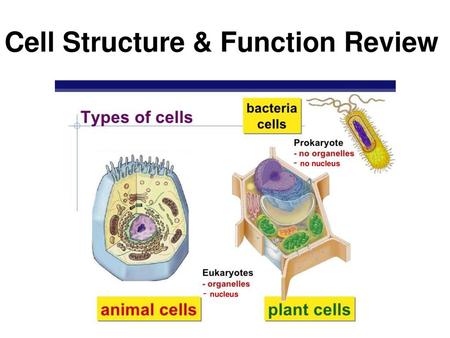 Cell Structure & Function Review