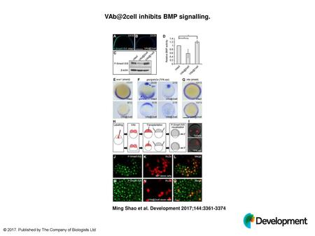 inhibits BMP signalling.