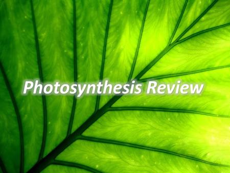 Photosynthesis Review