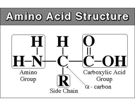 Protein Synthesis (Gene Expression) Notes