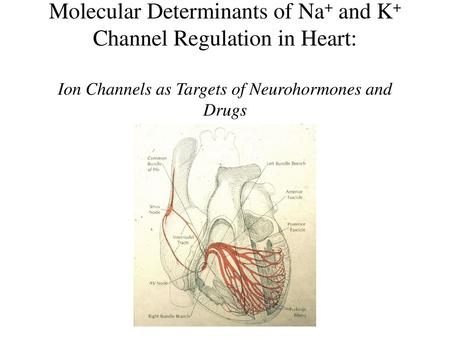 Molecular Determinants of Na+ and K+ Channel Regulation in Heart: Ion Channels as Targets of Neurohormones and Drugs.