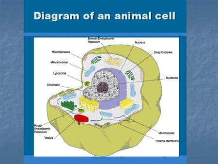 Nuclear Envelope Nucleus Endoplasmic Reticulum.