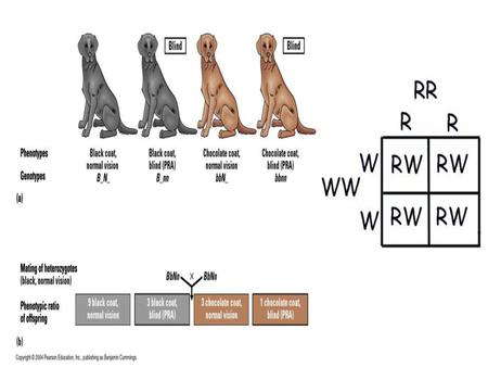 11-2 Genetic Crosses.