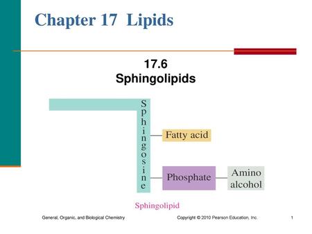 Chapter 17 Lipids 17.6 Sphingolipids.