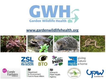 Www.gardenwildlifehealth.org Garden Wildlife Health is a collaborative project between the BTO, Zoological Society of London (ZSL), Froglife and the Royal.