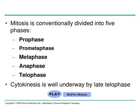 Mitosis is conventionally divided into five phases: