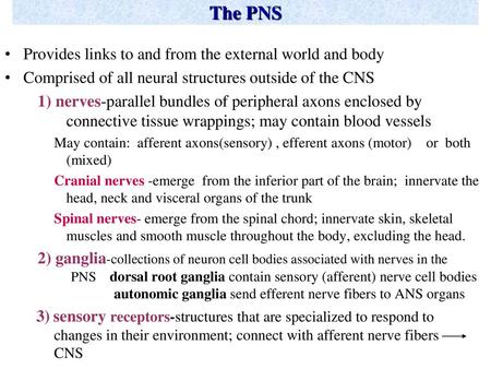 The PNS Provides links to and from the external world and body