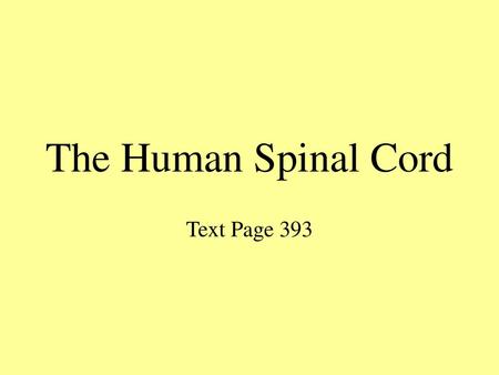 The Human Spinal Cord Text Page 393.