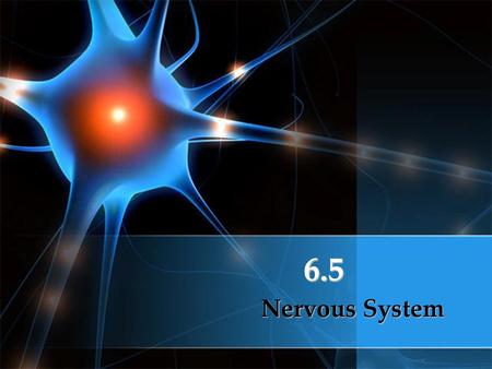 6.5 Nervous System.