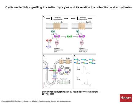 Cyclic nucleotide signalling in cardiac myocytes and its relation to contraction and arrhythmias. Cyclic nucleotide signalling in cardiac myocytes and.