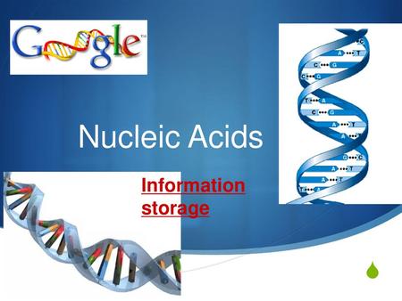 Nucleic Acids Information storage 2006-2007.