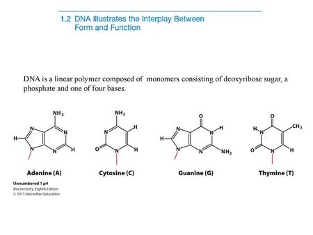 DNA is a linear polymer composed of monomers consisting of deoxyribose sugar, a phosphate and one of four bases.