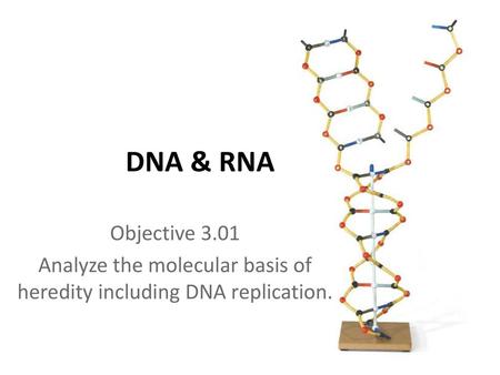 Analyze the molecular basis of heredity including DNA replication.