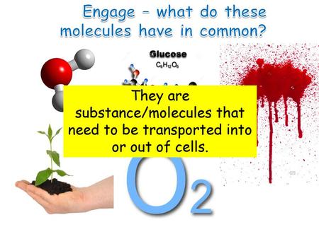 Engage – what do these molecules have in common?