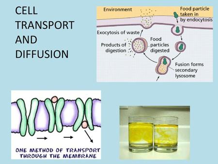 CELL TRANSPORT AND DIFFUSION