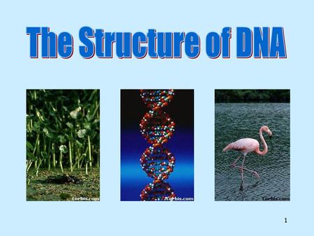 The Structure of DNA All life on earth uses a chemical called DNA to carry its genetic code or blueprint. In this lesson we be examining the structure.