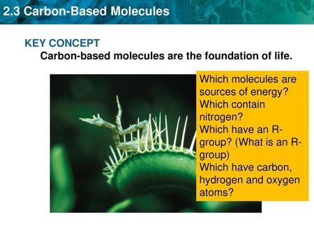 KEY CONCEPT Carbon-based molecules are the foundation of life.