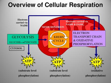 Overview of Cellular Respiration