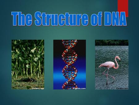 The Structure of DNA All life on earth uses a chemical called DNA to carry its genetic code or blueprint. In this lesson we be examining the structure.