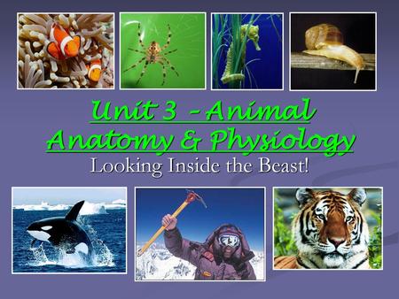 Unit 3 – Animal Anatomy & Physiology