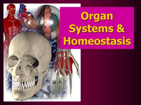 Organ Systems & Homeostasis