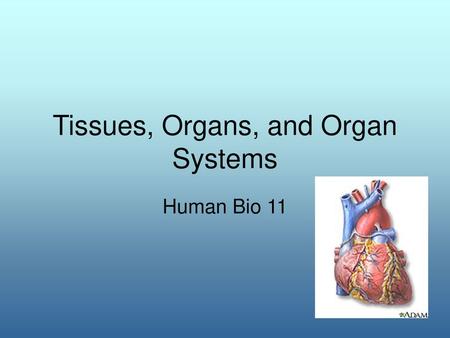 Tissues, Organs, and Organ Systems