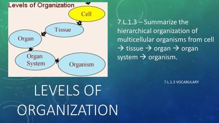 Levels of organization