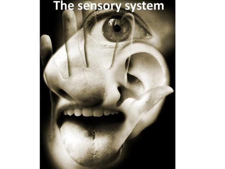 The sensory system.