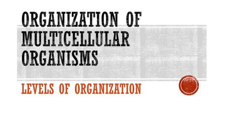 Organization of Multicellular Organisms Levels of Organization