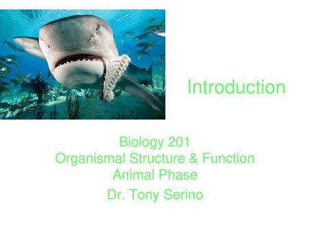 Biology 201 Organismal Structure & Function Animal Phase