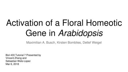 Activation of a Floral Homeotic Gene in Arabidopsis