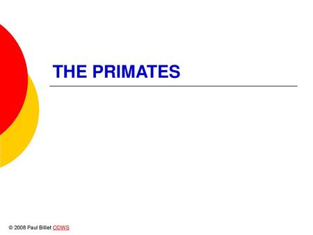 THE PRIMATES © 2008 Paul Billiet ODWS.