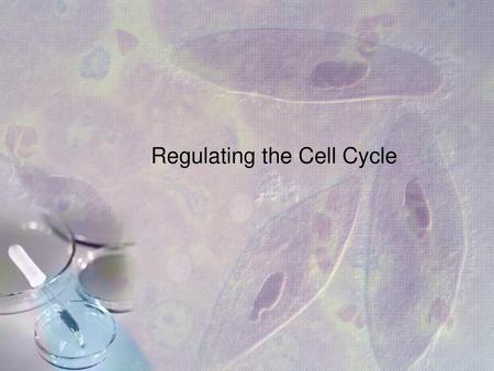 Regulating the Cell Cycle