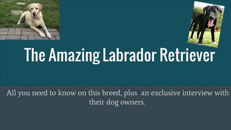 The Amazing Labrador Retriever