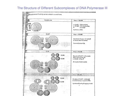 The Structure of Different Subcomplexes of DNA Polymerase III