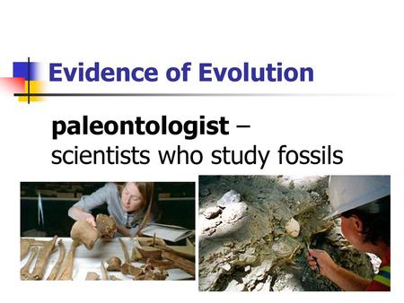 paleontologist – scientists who study fossils