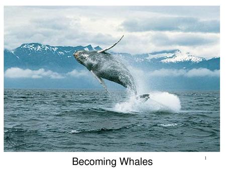 Becoming Whales Whale Evolution: Different Lines of Evidence