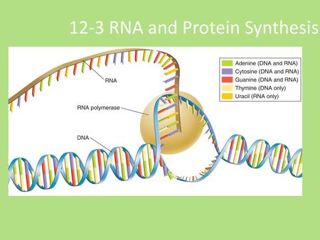 12-3 RNA and Protein Synthesis