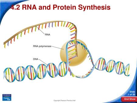 12-3 RNA and Protein Synthesis