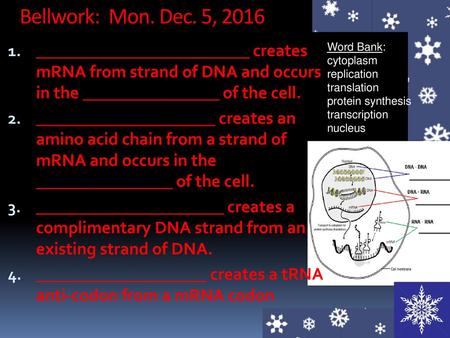 Bellwork: Mon. Dec. 5, 2016 _________________________ creates mRNA from strand of DNA and occurs in the ________________ of the cell. _____________________.