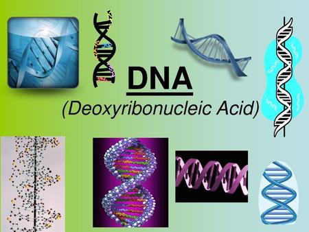 DNA (Deoxyribonucleic Acid)