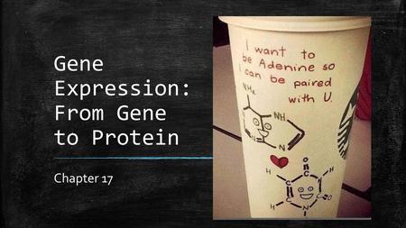 Gene Expression: From Gene to Protein