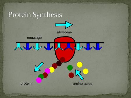 Protein Synthesis.