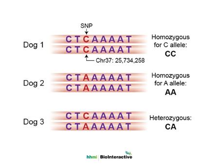 Example of a common SNP in dogs